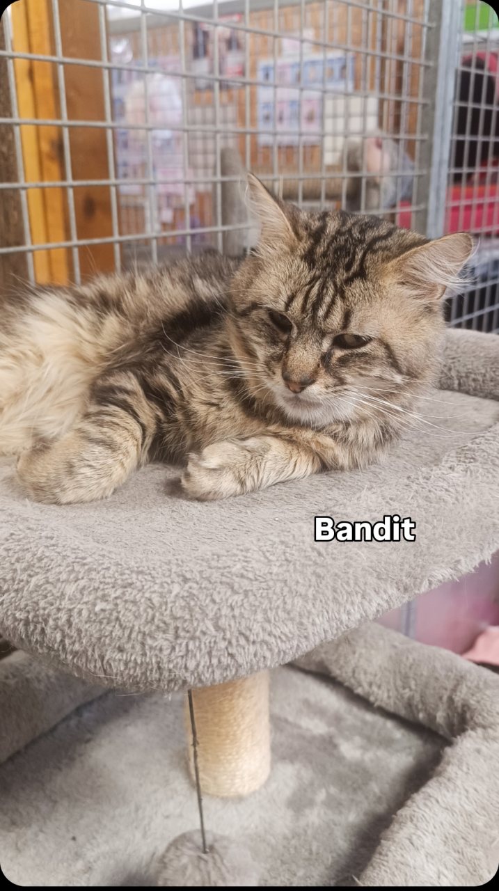 BANDIT