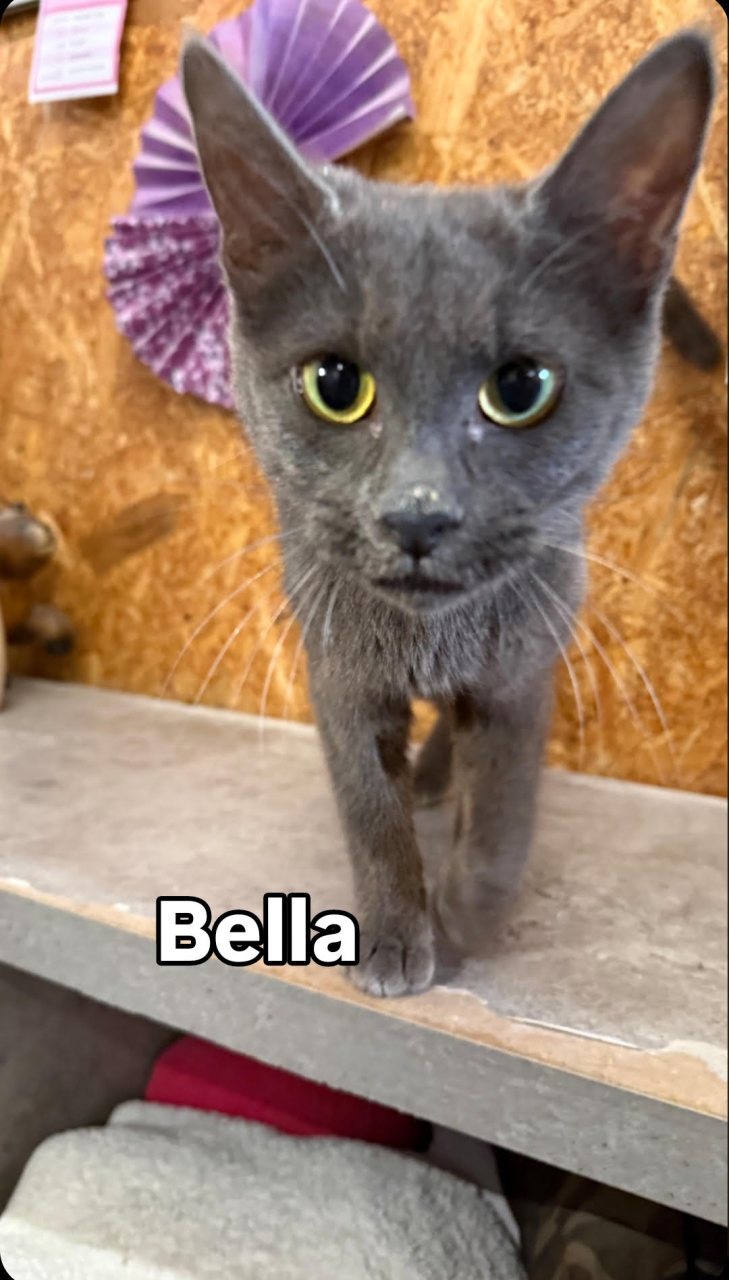 BELLA