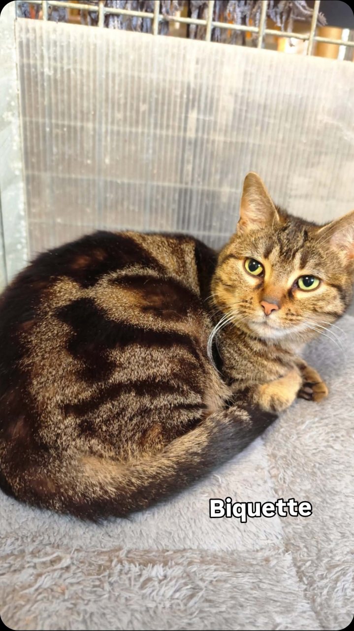 BIQUETTE