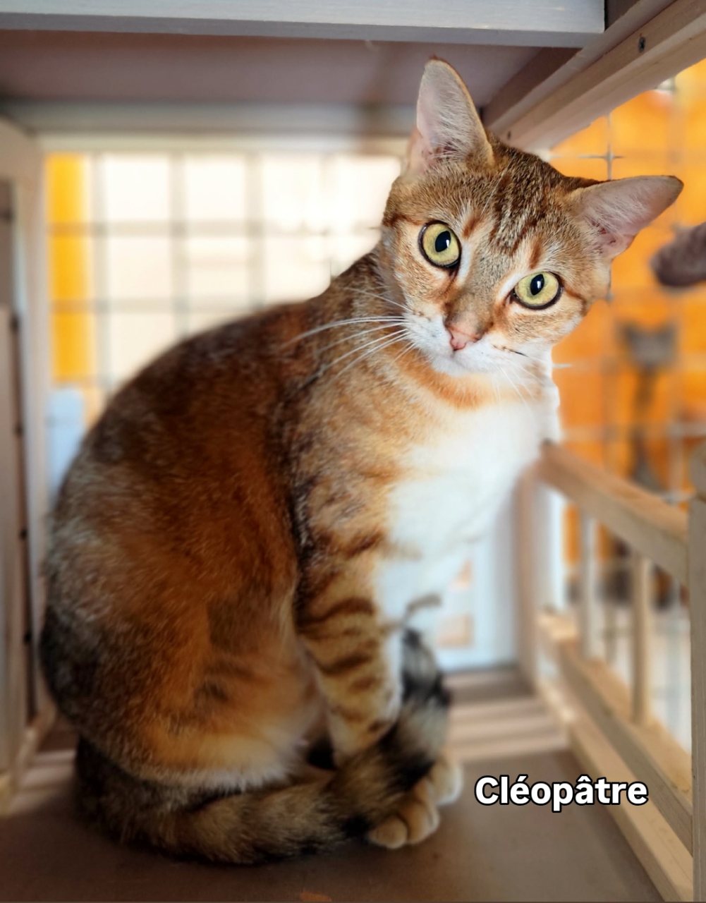 CLÉOPÂTRE