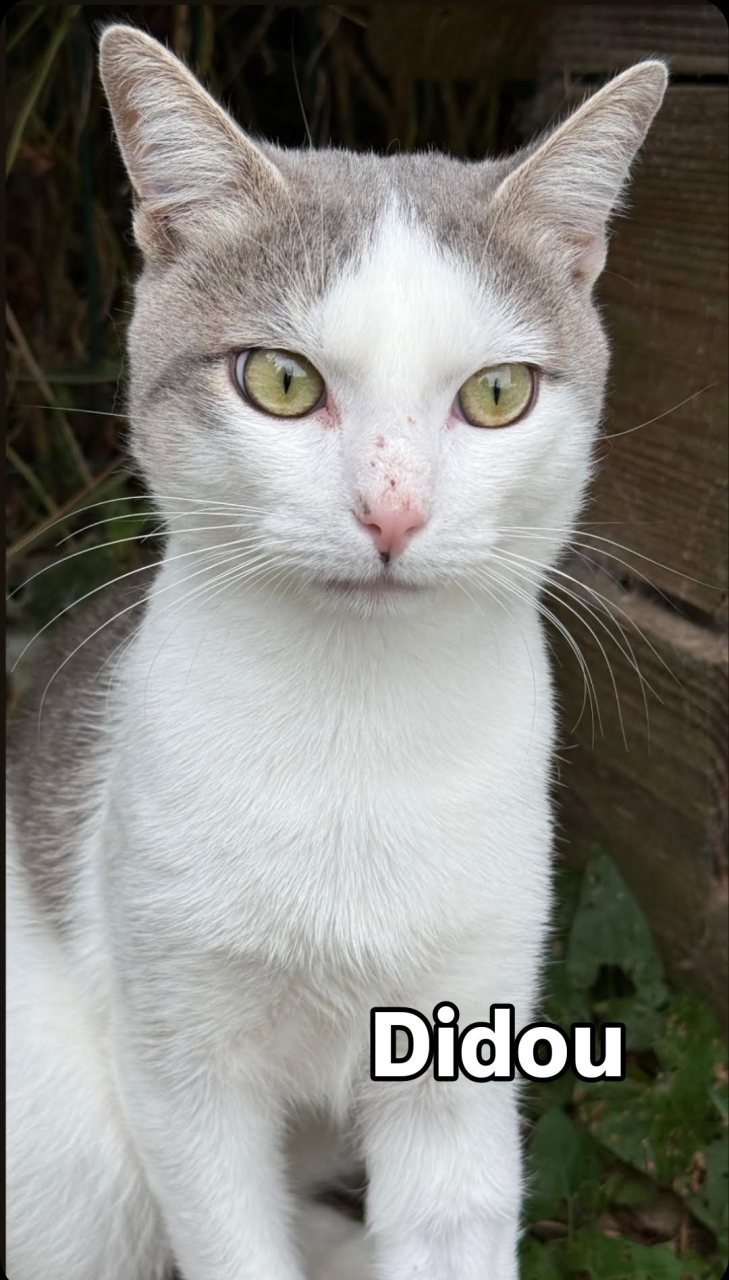 DIDOU