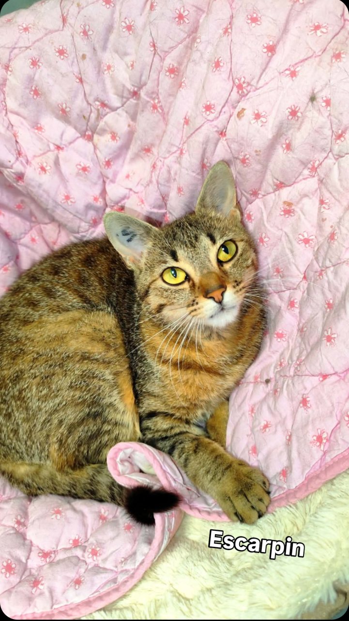 ESCARPIN