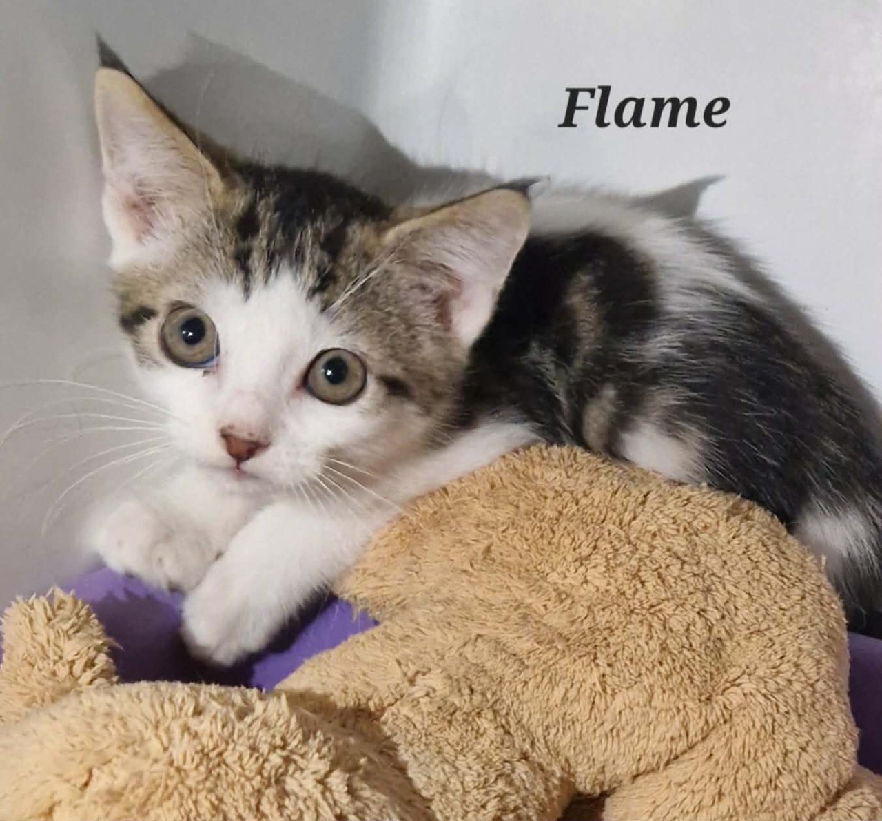 FLAMME