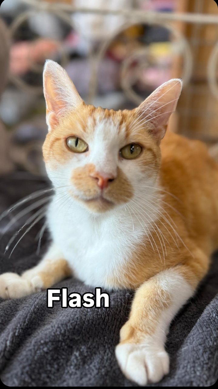FLASH