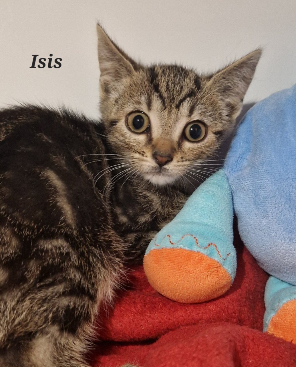 ISIS