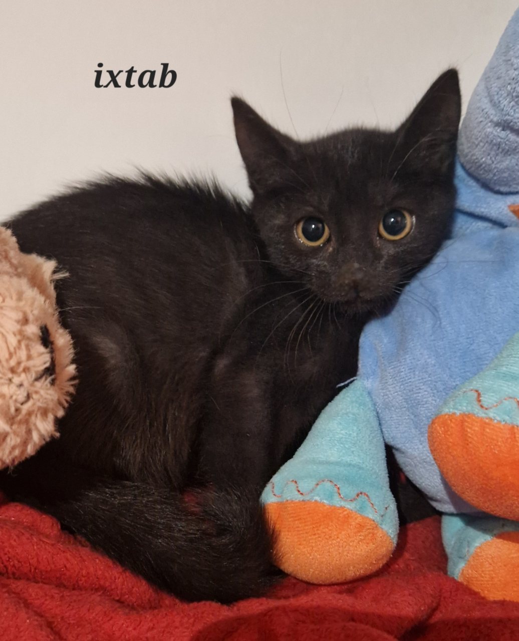 IXTAB
