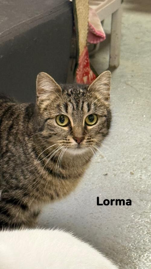 LORMA
