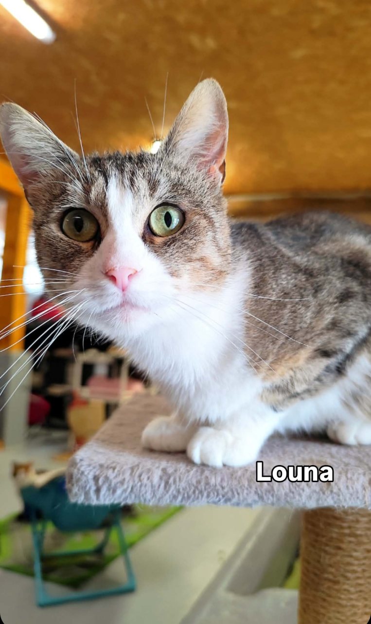 LOUNA