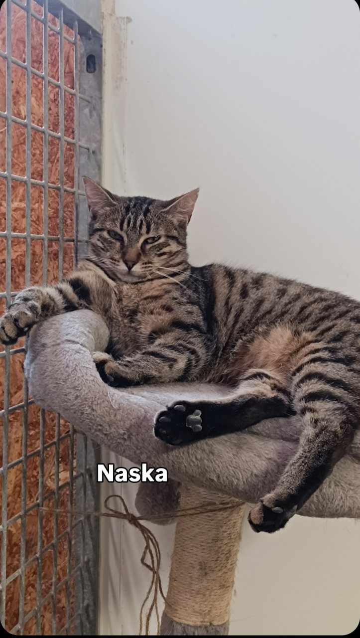 NASKA