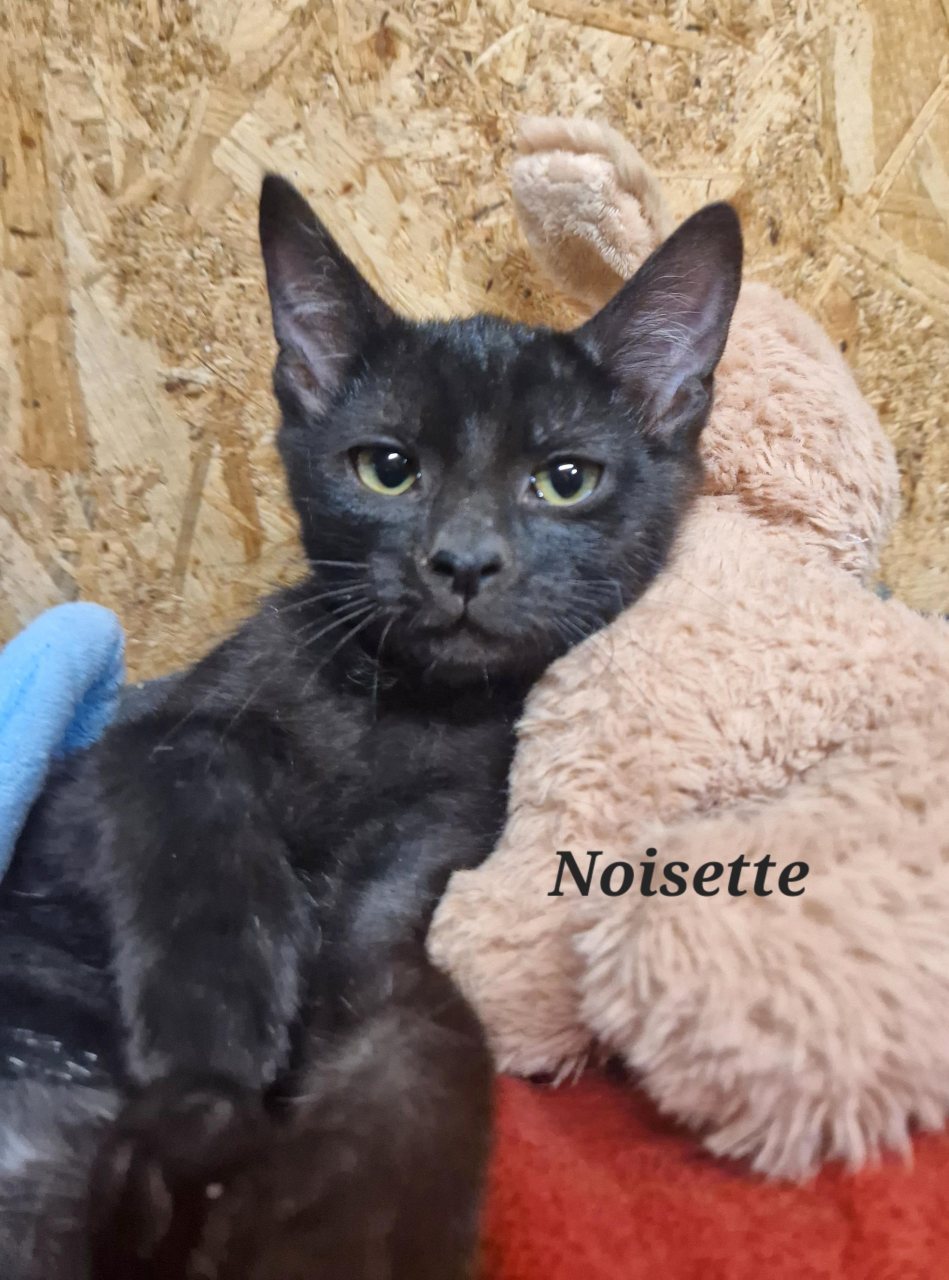 NOISETTE