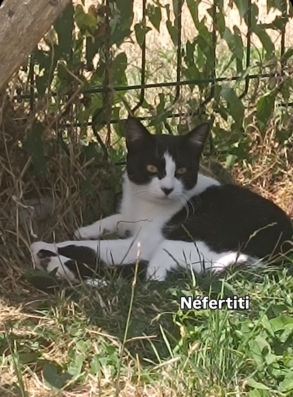 NÉFERTITI