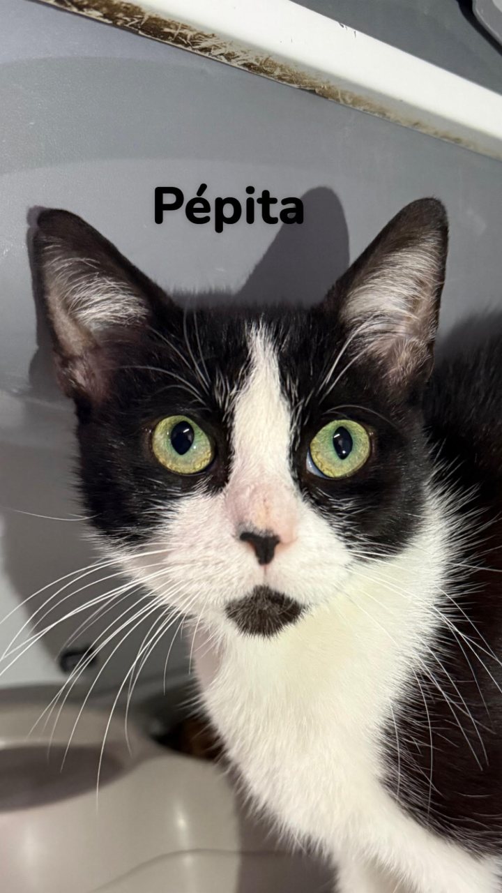 PÉPITA