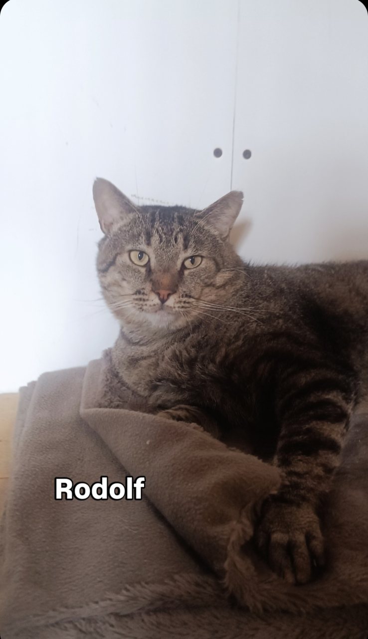 RODOLF