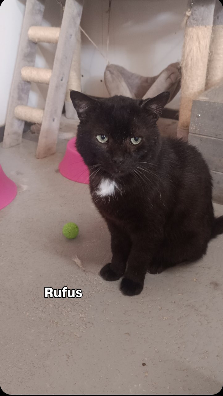 RUFUS