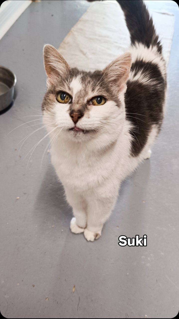 SUKI
