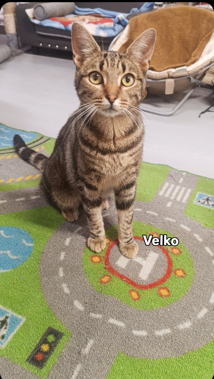 VELKO