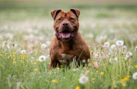 ATHENA (1)