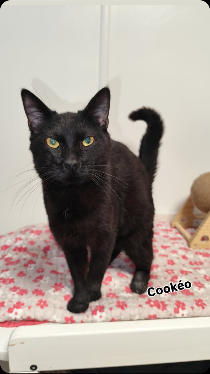COOKEO