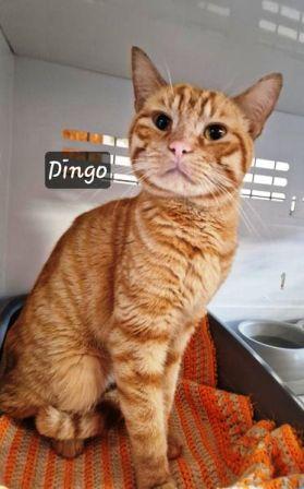 DINGO