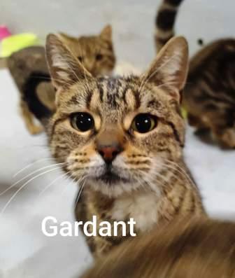 GARDANT