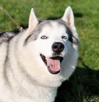 NARKO