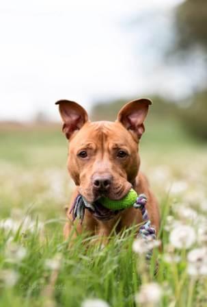 OG