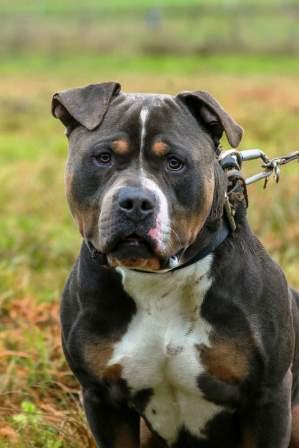 TYSON