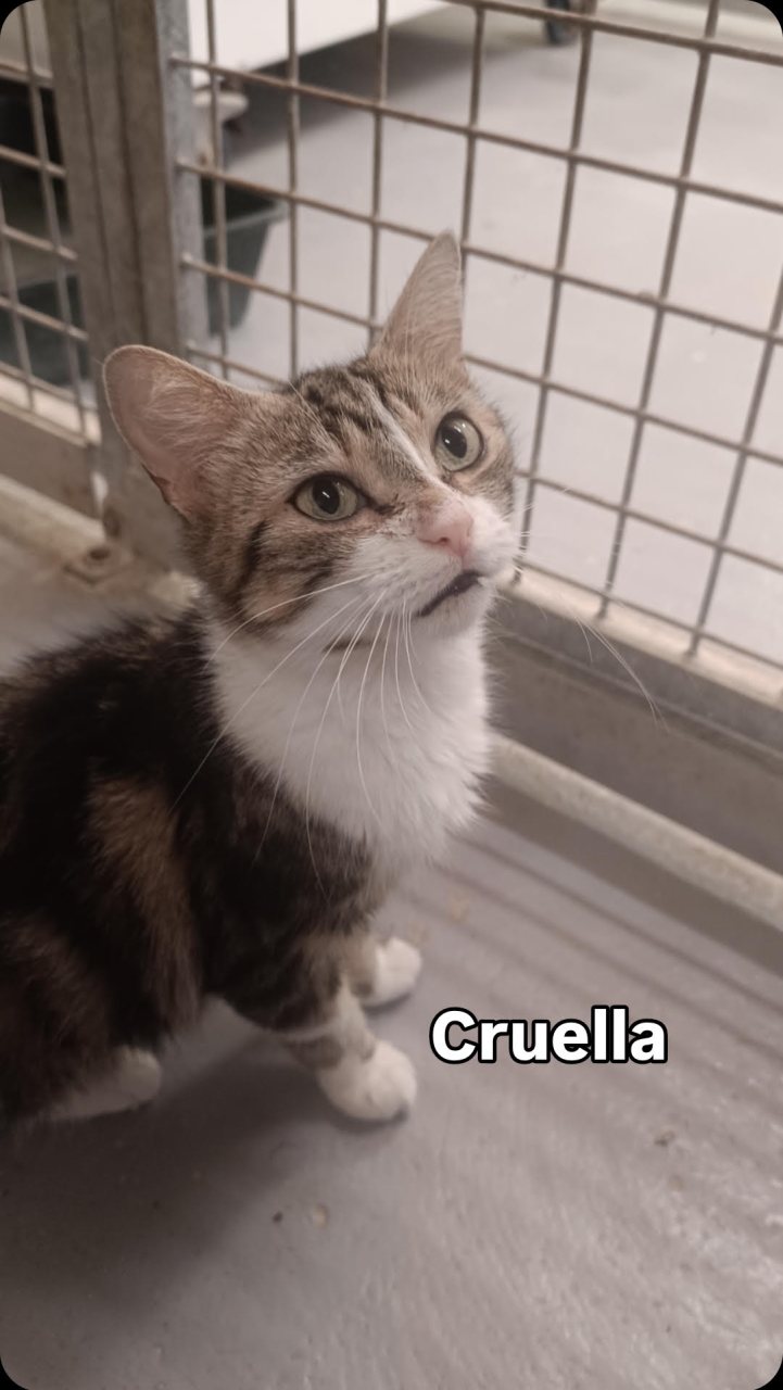 CRUELLA (FIV+)