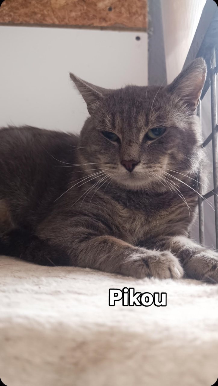 PIKOU (FIV+)