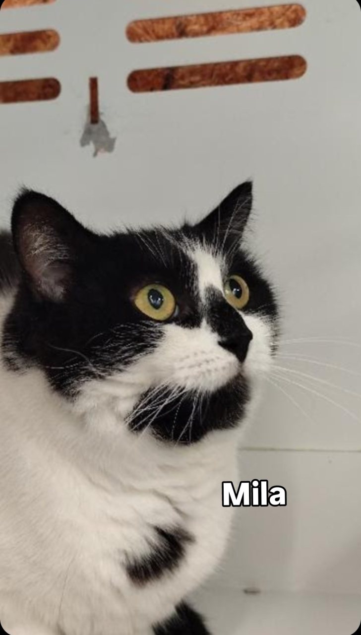 MILA