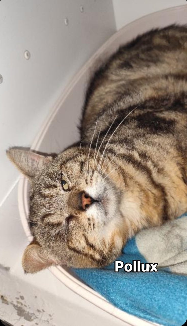 POLLUX (FIV+)