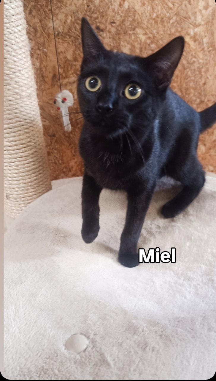 MIEL