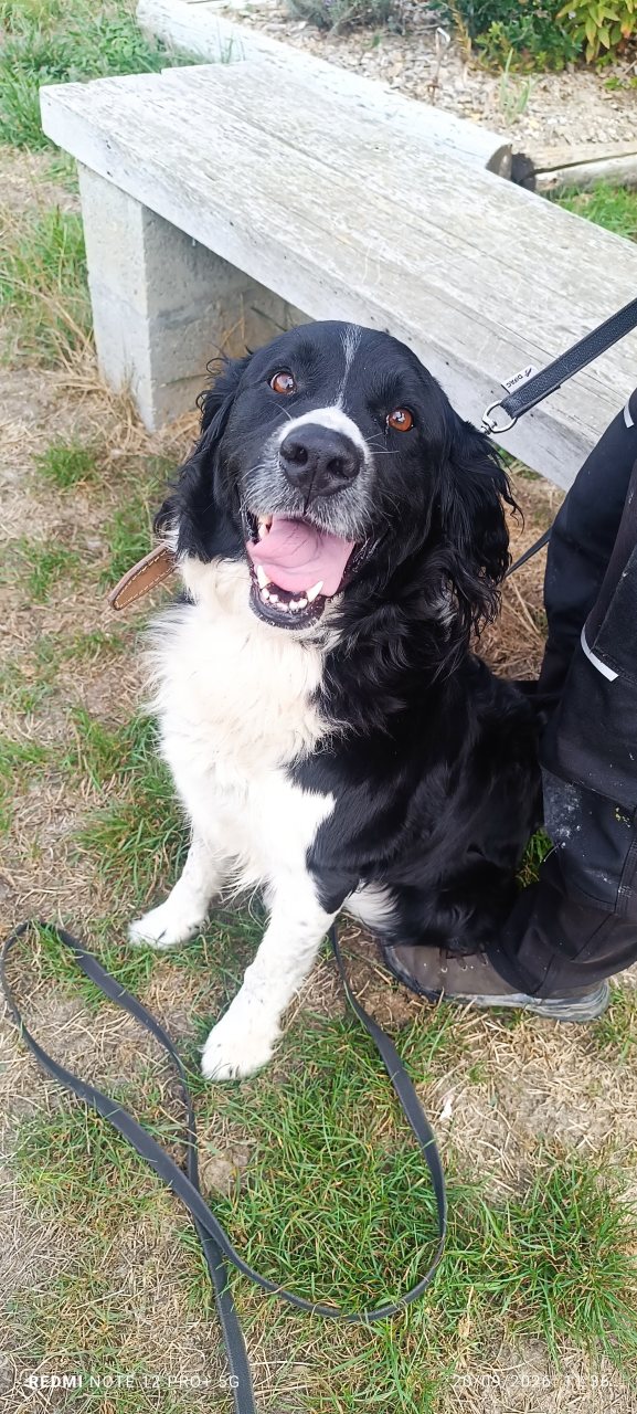 BELLA