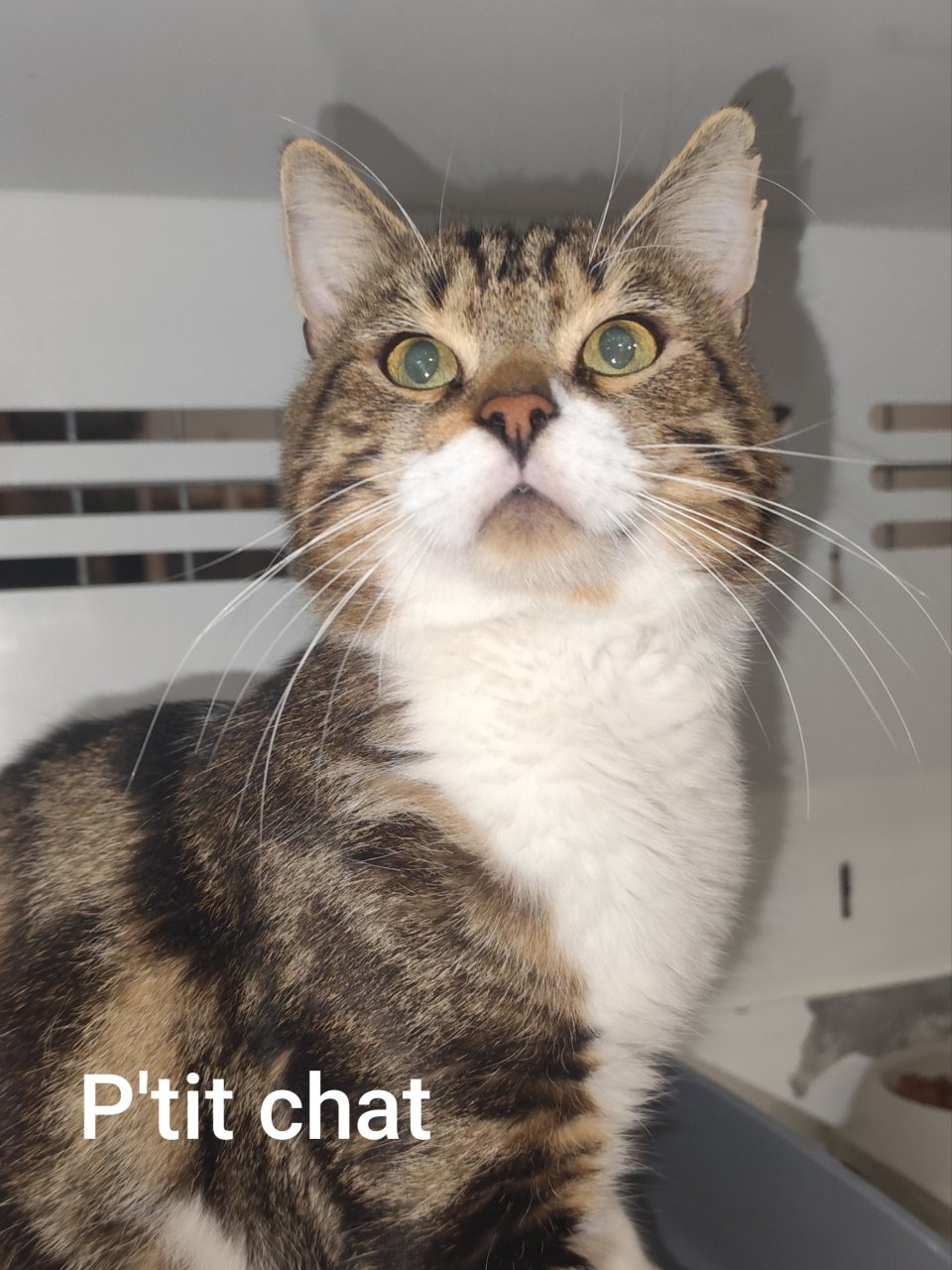 PTITCHAT